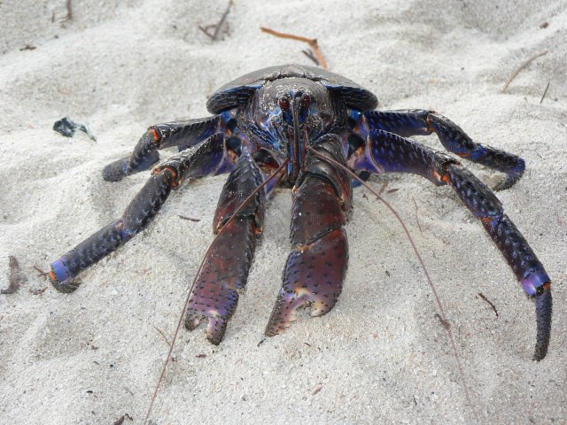 40- Jeune crabe de cocotier 